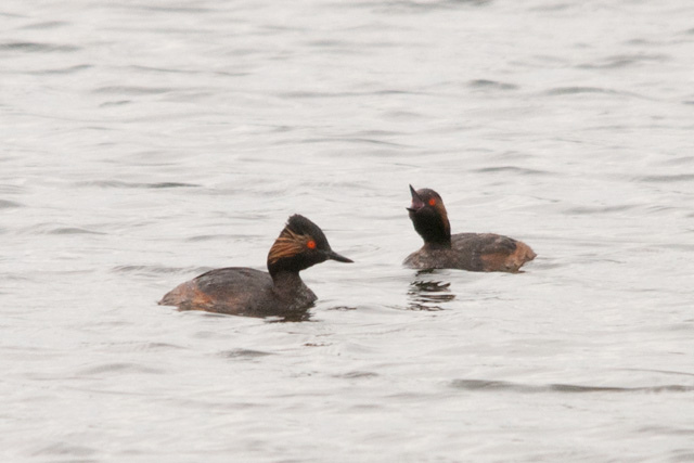 Photo (4): Eared Grebe