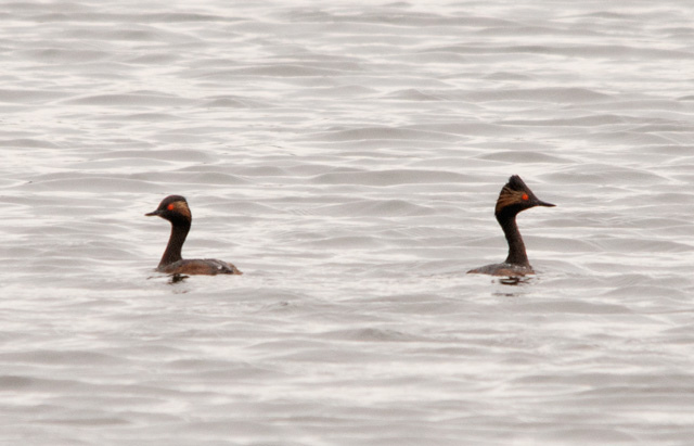 Photo (5): Eared Grebe