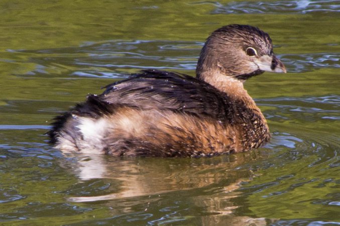 Photo (9): Pied-billed Grebe