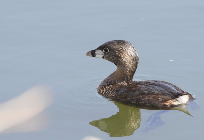 Photo (10): Pied-billed Grebe