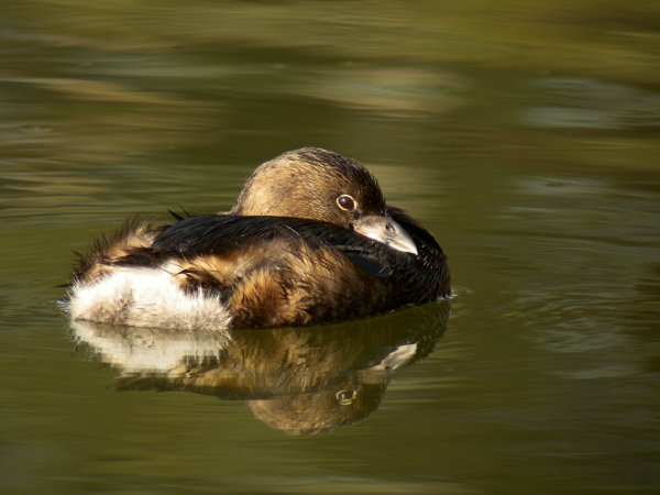 Photo (14): Pied-billed Grebe