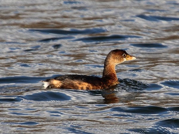 Photo (15): Pied-billed Grebe