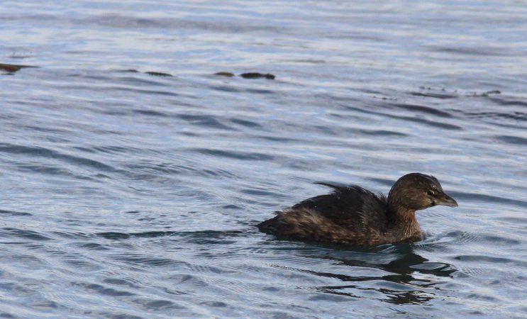 Photo (17): Pied-billed Grebe