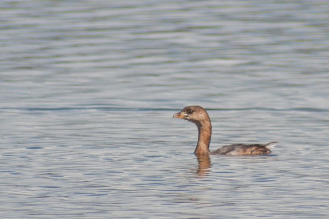 Photo (19): Pied-billed Grebe