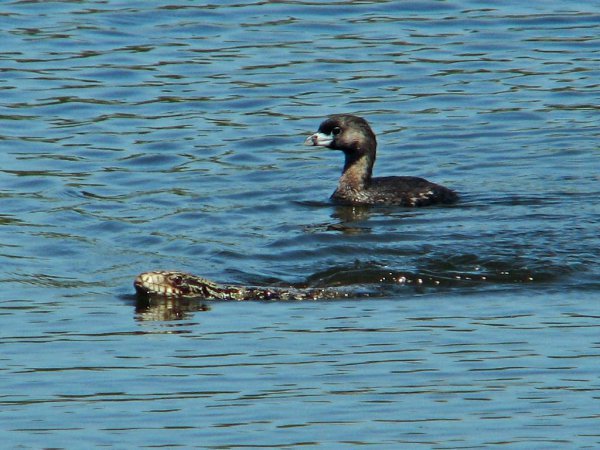 Photo (6): Pied-billed Grebe