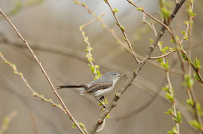 Photo (5): Blue-gray Gnatcatcher