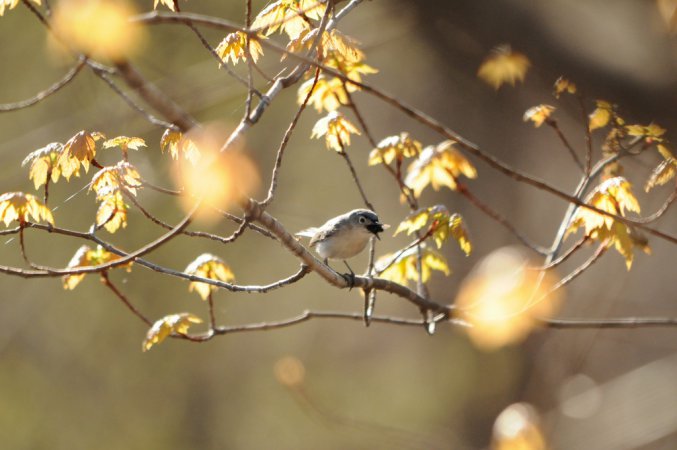 Photo (11): Blue-gray Gnatcatcher