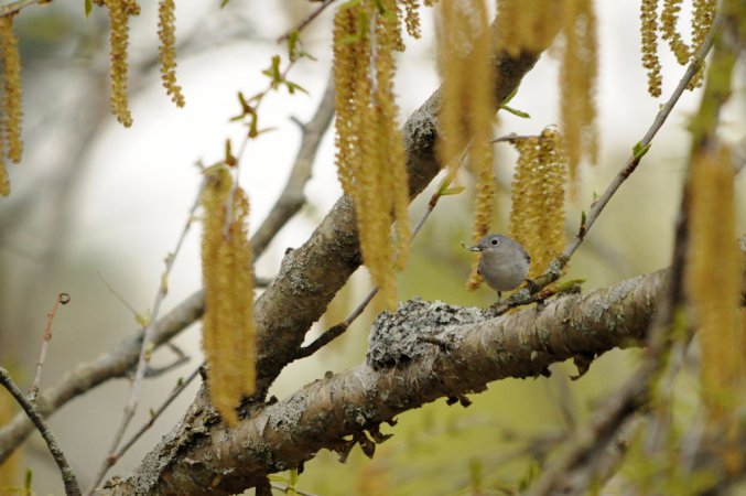 Photo (18): Blue-gray Gnatcatcher