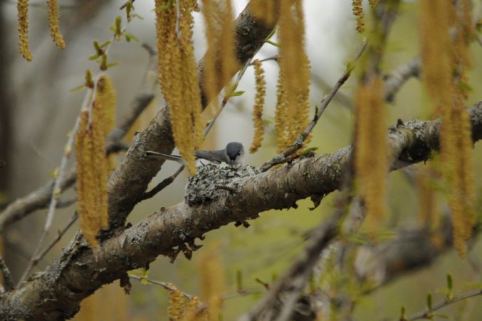 Photo (17): Blue-gray Gnatcatcher