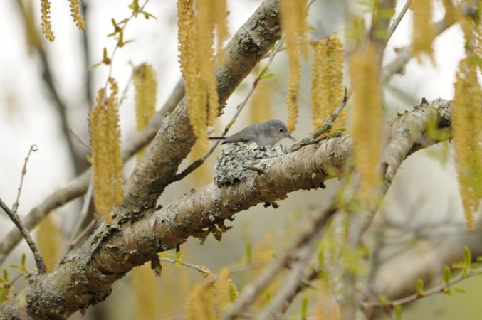 Photo (22): Blue-gray Gnatcatcher