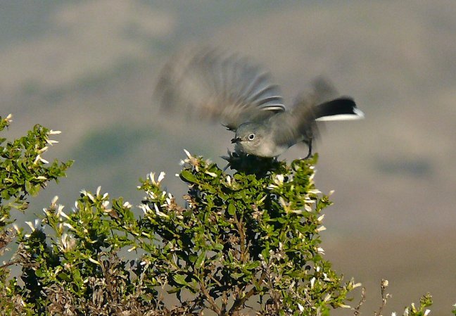 Photo (14): Blue-gray Gnatcatcher