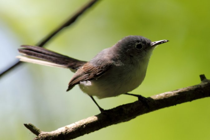 Photo (12): Blue-gray Gnatcatcher