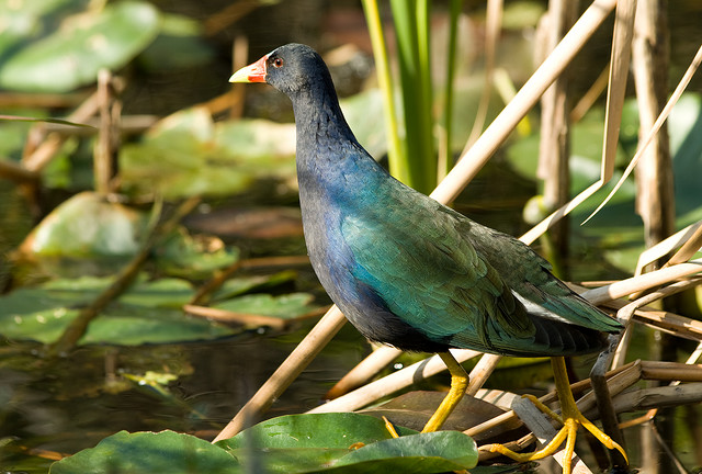 Photo (5): Purple Gallinule