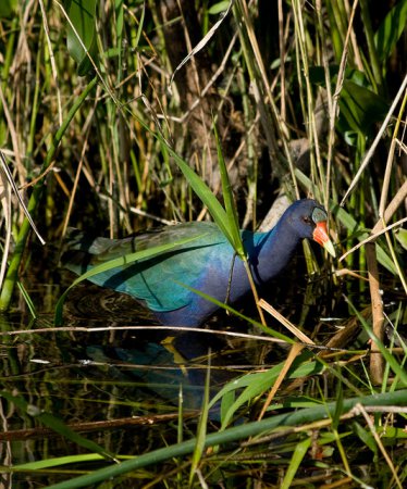 Photo (9): Purple Gallinule