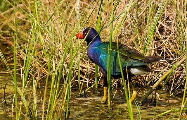 Photo (8): Purple Gallinule