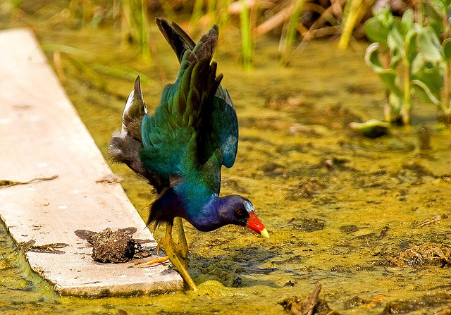 Photo (19): Purple Gallinule