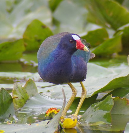 Photo (12): Purple Gallinule