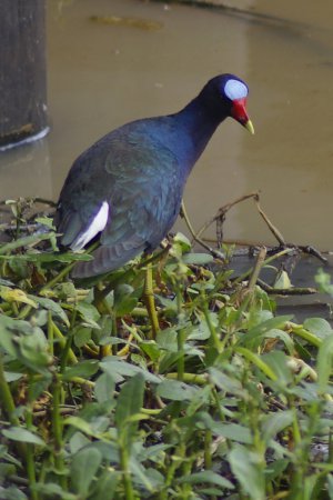 Photo (15): Purple Gallinule