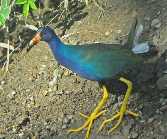 Photo (6): Purple Gallinule
