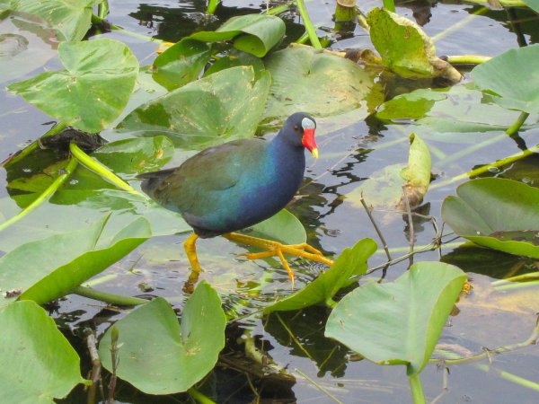 Photo (11): Purple Gallinule