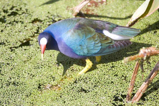 Photo (17): Purple Gallinule