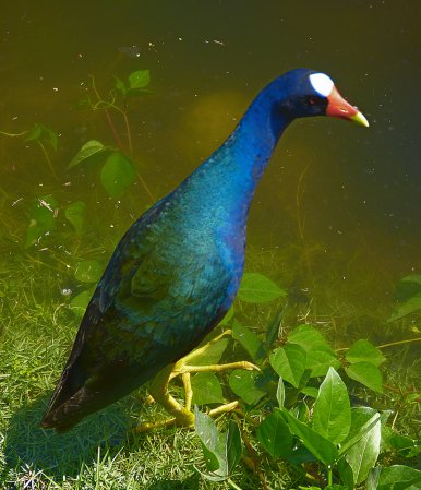 Photo (22): Purple Gallinule