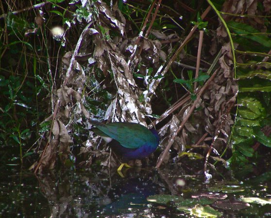 Photo (24): Purple Gallinule