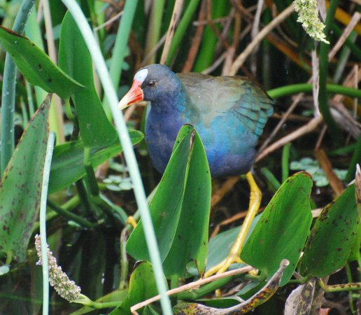 Photo (20): Purple Gallinule