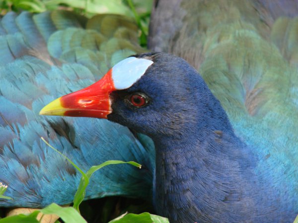 Photo (16): Purple Gallinule