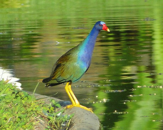 Photo (18): Purple Gallinule