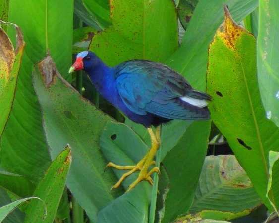 Photo (7): Purple Gallinule
