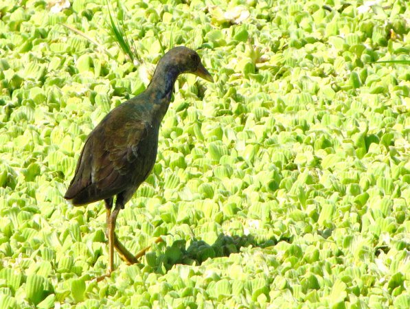 Photo (14): Purple Gallinule
