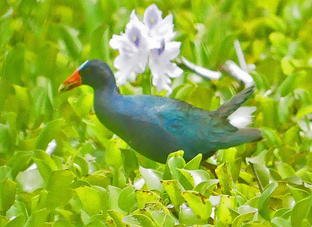 Photo (21): Purple Gallinule