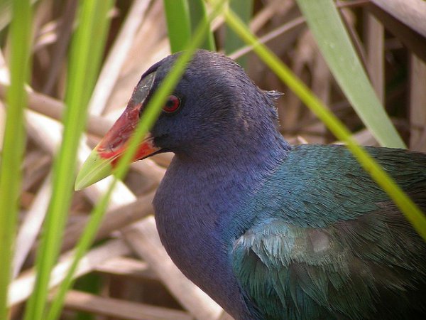 Photo (13): Purple Gallinule