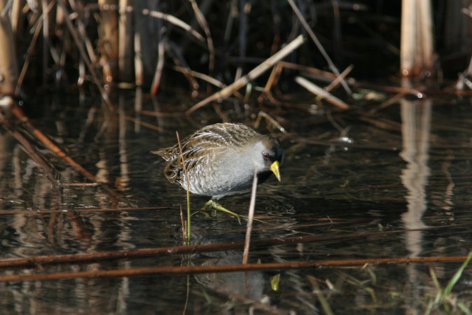 Photo (19): Sora