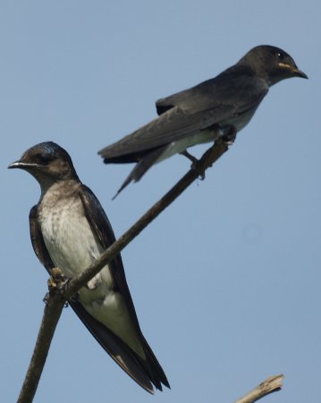 Photo (2): Gray-breasted Martin