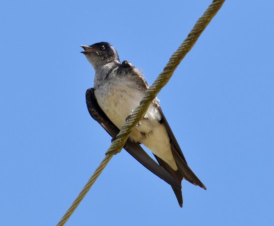 Photo (3): Gray-breasted Martin