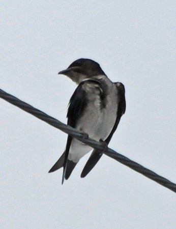 Photo (9): Gray-breasted Martin