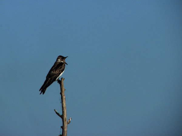 Photo (7): Gray-breasted Martin