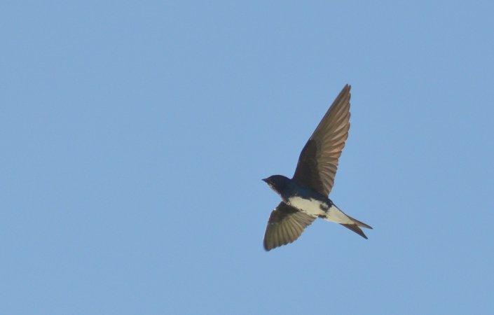 Photo (1): Caribbean Martin