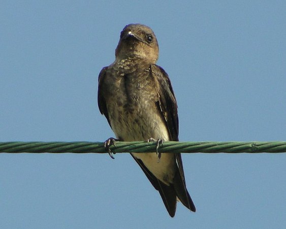 Photo (2): Purple Martin