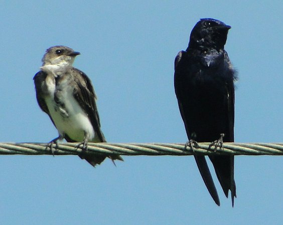 Photo (13): Purple Martin