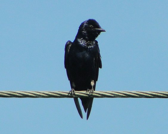 Photo (15): Purple Martin