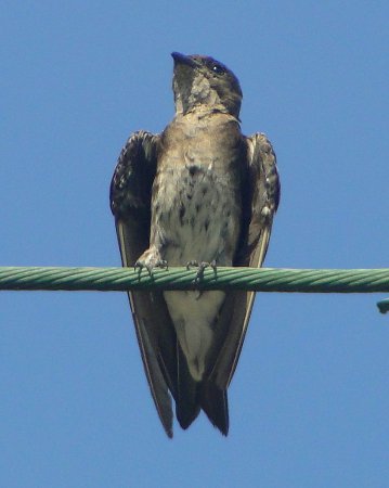 Photo (9): Purple Martin