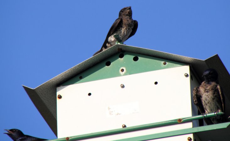 Photo (14): Purple Martin