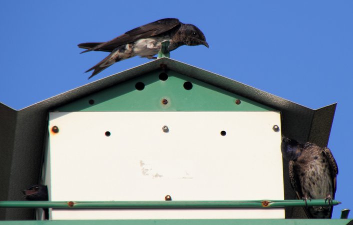 Photo (10): Purple Martin