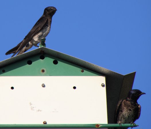 Photo (12): Purple Martin