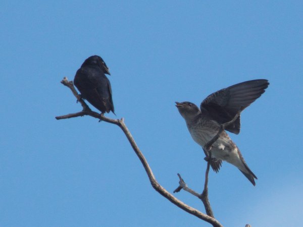 Photo (8): Purple Martin