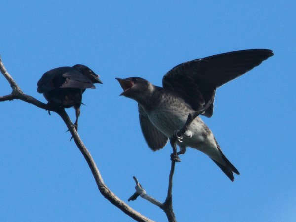 Photo (11): Purple Martin