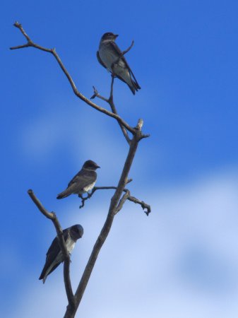 Photo (16): Purple Martin